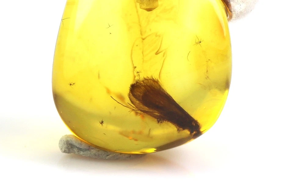 Ciondolo ambra baltica con grande inclusione di insetti MOTH, argento 925, 0,... - Immagine 3 di 4