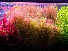 Pogostemon Stellatus - Live Aquatic Freshwater Fish Tank Shrimp Tank Stem Plants