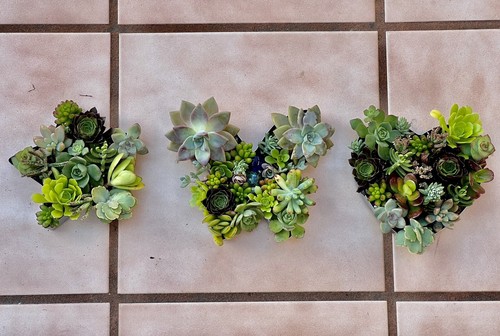Disposizione talee succulente cuore (1 pezzo) Echeveria stringa di perle - Foto 20 di 24