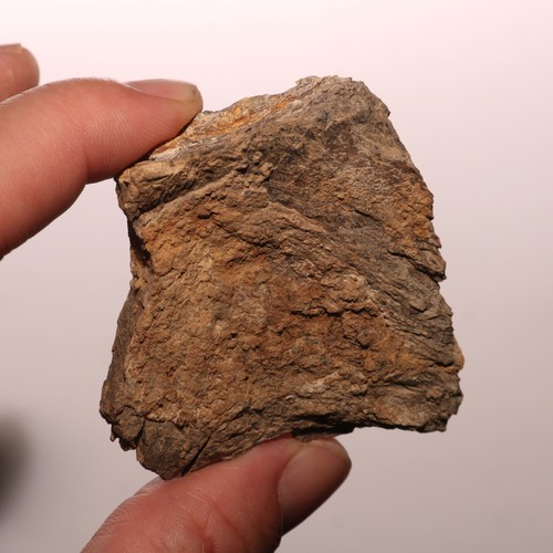 Dinosaur Rib Piece - Beautiful Fossil - Hell Creek Formation Cretaceous - Picture 4 of 10