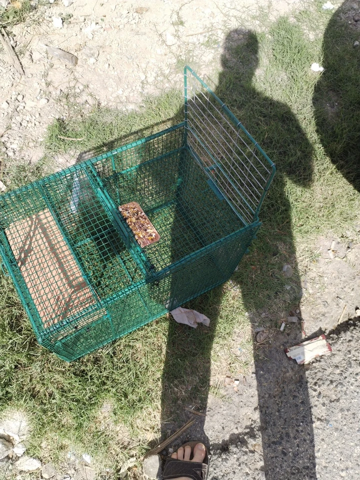 Smart Bird Trap with Automatic Drop Door –Humane & Effective Catch Cage Pigeons - Image 2 of 4