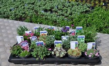 20 Different Alpine Rockery Plants in 9cm POTS Direct from Specialist Grower
