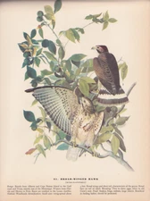Audubon 1942 Vintage Birds #91 "Broad Winged Hawk" Full Color Art Plate Litho