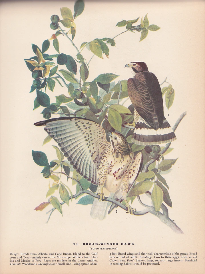 Audubon 1942 Vintage Birds #91 "Broad Winged Hawk" Full Color Art Plate Litho