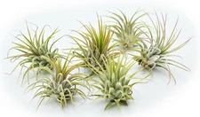6 Pack of Beautiful Little Airplant Tillandsia Ionantha Quality Air Plant 2".