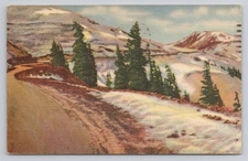Timberline in the Rockies Postcard 