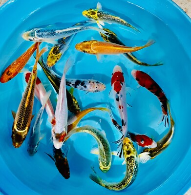 6-Lot Assorted 5”-7” Mix Fin Live Koi Fish For Koi Pond Garden