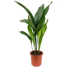 Cast Iron Plant-Live Plant in a 6 In. Pot-Aspidistra Elatior-Beautiful Florist Q