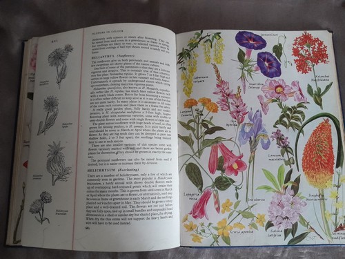 Flowers in Colour Gardening Encyclopaedia by A. G. L. Hellyer Hardcover 1958 - Bild 3 von 6