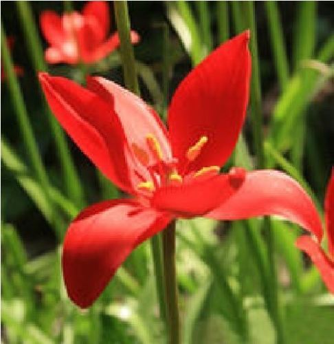 FLOWER - TULIPA SPRENGERI 10 SEED Very Rare DEEP RED AMAZING COLOUR ! - Picture 1 of 1