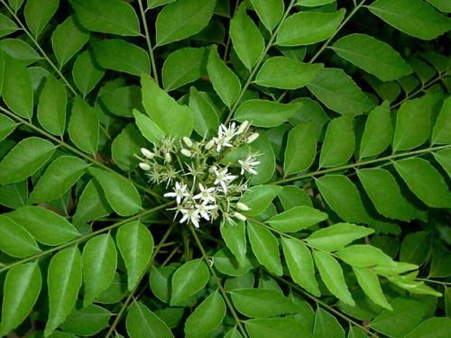 20 unit CreativeFarmer OCurry leaves Plant Seed Kari Patta Seed ORGANIC - Picture 9 of 9