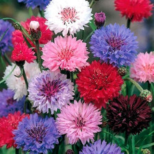 Multicolor Cornflower Seeds Mix Bachelor  S Buttons Mixed Colors Flower Garden 30