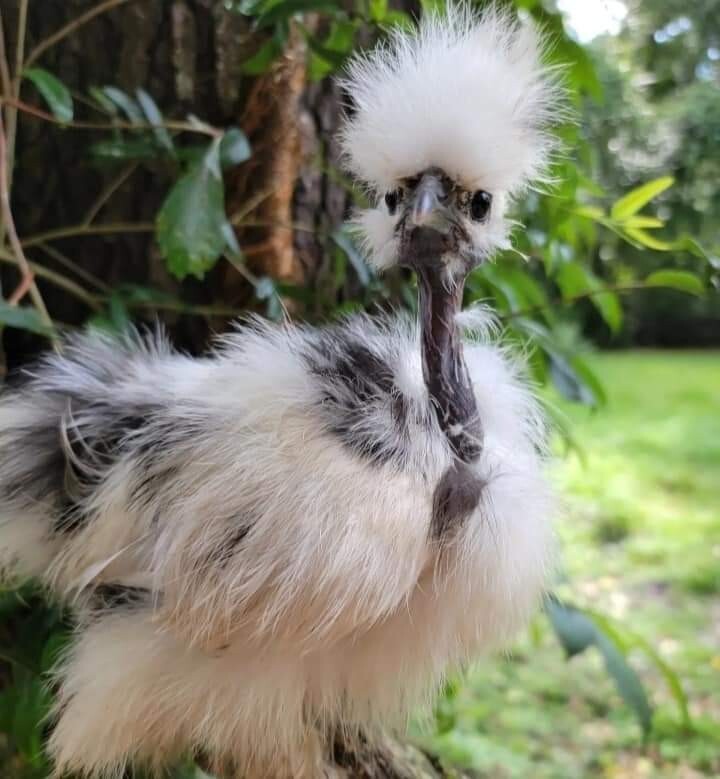 12 PAINT SILKIE HATCHING EGGS Frizzle Showgirl NPIP & AI Clean eBay
