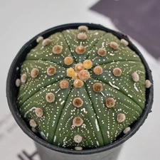 4'' Astrophytum Asterias, Live Succulent Plants,Rare Plants