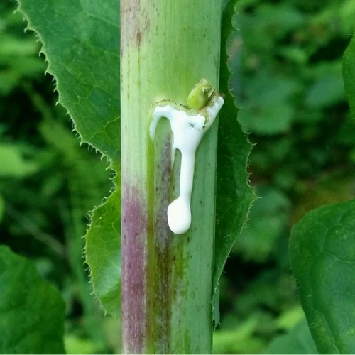 Lactuca virosa Seeds ~ 175+ Seeds ~ Wild Lettuce For Tea, Resin extract, Pain. - Picture 2 of 7