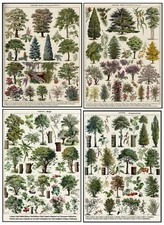 BOTANICAL PRINTS vintage TREE Identification poster wall art home Antique Decor