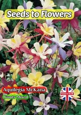 AQUILEGIA MCKANA - GIANTS  MIXED - PERENNIAL - 400 BEST QUALITY FLOWER SEEDS