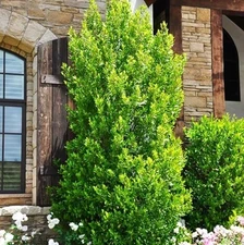 Set 10 Cherry Laurel Live Plant - 6-12" Tall - 3" Pot - Evergreen Bush Landscape