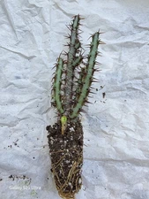 Euphorbia Aeruginosa Cactus Cacti Succulent 5" Live Plant HTF