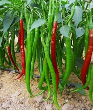 Chinese Long Chili Seeds 20 /pepper seeds (Very Spicy)?? high yield  