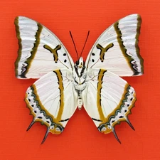 Real mounted Great Nawab butterfly - Polyura eudamippus - A1 - large - India