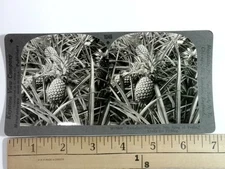 Keystone Stereoview Hawaiian Pineapple Ready for Picking W33968 1046 Card