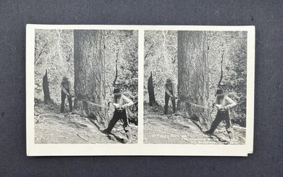 Vintage Stereocard Felling The Trees Saw 2 Men Corte-Scopic Photographs