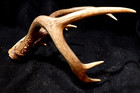 Deer Antler Rack Scull Cap 7-10 Point Lot D — photo 9