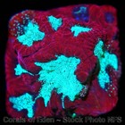 Corals of Eden ~ NON WYSIWYG Live Coral Frag ~ Endoplasm Favia Coral ~ LPS — photo 5