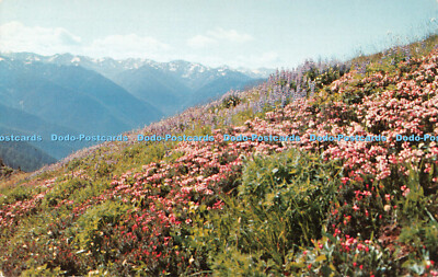 R533814 Olympischer Nationalpark Fülle von Wildblumen bedeckt Wiesen in hoher Co