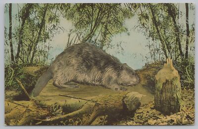 Animal~Beaver Beside Cut Down Tree~Vintage Postcard