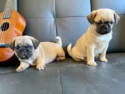 blue great dane puppies price