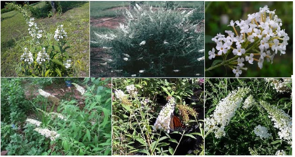 Arbusto perenne mariposa cristal blanco 100 semillas vendedor de EE. UU. Foto 2 de 4