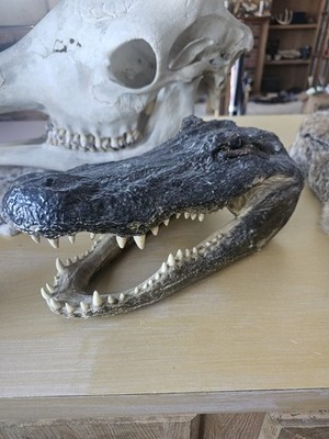 Head From 9 Foot Wild Louisiana Gator