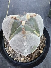 Astrophytum myriostigma Tricostatum Large !! 6” Pot Own Roots
