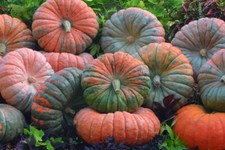 Pumpkin Seed: Daybreak Pumpkin F1 Seeds Fresh Seed