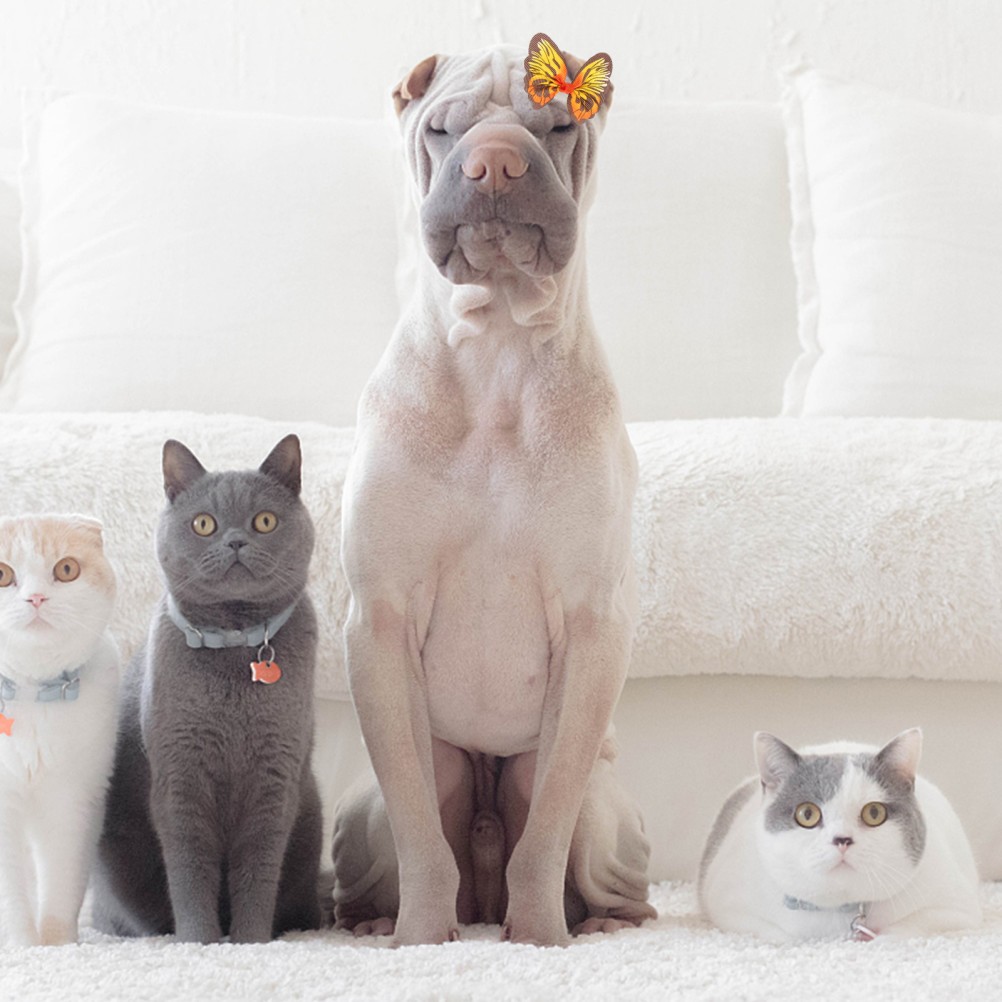 Fiocchi per peli di cane colori assortiti 16 pezzi elastici accessori per animali domestici foto 5