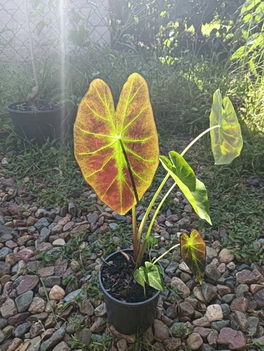Imperial Taro Plant