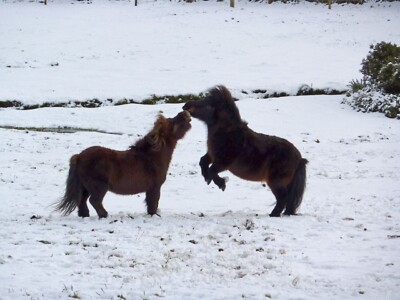 Foto 6x4 Weihnachtsstimmung Bonaly Shetland Ponys fühlen sich verspielt in der s c2009