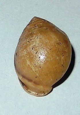 Pythia pantherina - ELLOBIIDAE - Philippines  Seashell  - 17.5mm - F+ -  #8553