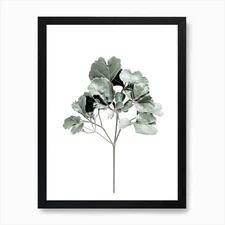 Fiddle Fig Leaf Art Print Framed Wall Art Poster Canvas Print Picture