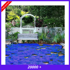 20000 Magic Blue Creeping Thyme Seeds for Planting Ground Cover Plants Brown