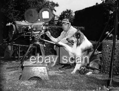 LASSIE DER COLLIE HUND BERÜHMTER TV FILM HAUSTIER OFFEN FILIMING 8X10 FOTO 854