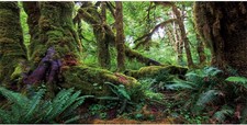 36x18 Tropical Forest Terrarium Background Reptile Tank Rainforest Decor