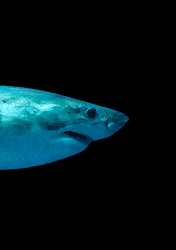 ESTAMPES REQUINS : Superbe affiche d'art triptyque blanc - Photo 4/4