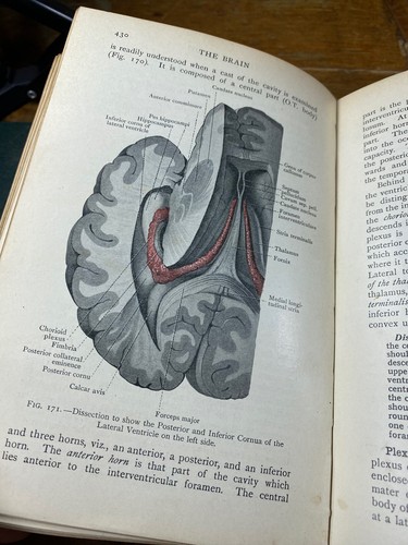 1930 Manual Practical Anatomy Vol 2 & 3 Thorax/Abdomen, Head/Neck, Illustrations - Imagen 18 de 24