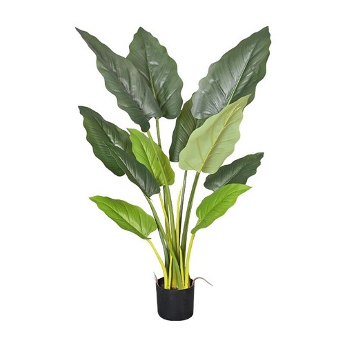 Plantas emperador verde interior planta verde maceta adornos arco iris taro - Imagen 5 de 14