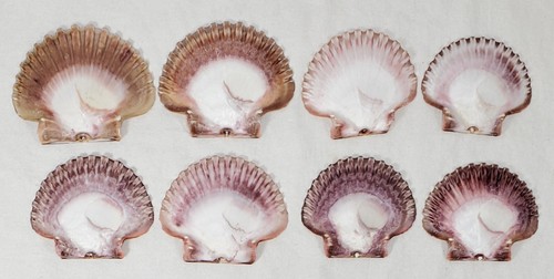 Lot Of 8 FLAT PURPLE PECTIN SCALLOP SEA SHELLS 3" Excact Pictured 