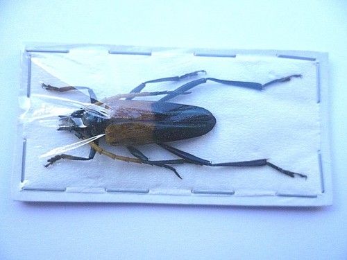 Pachyteria Javana, BEETLE, UNMOUNTED, SIN MONTAR A1 - Picture 2 of 4