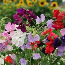 Sweet Pea ROYAL FAMILY Mixed Colors Vine Heirloom Fragrant USA Non-GMO 50 Seeds!